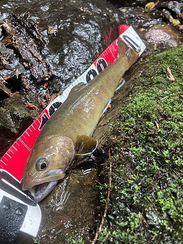 イワナの釣果