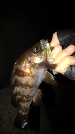 メバルの釣果