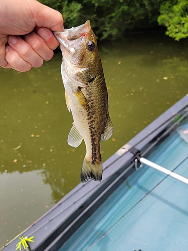 ブラックバスの釣果