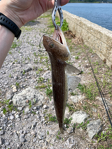 エソの釣果