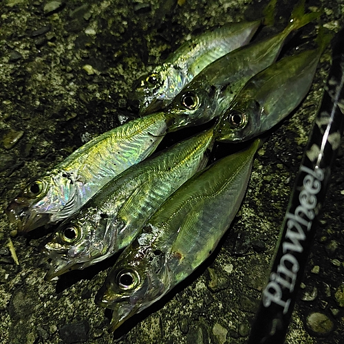 アジの釣果