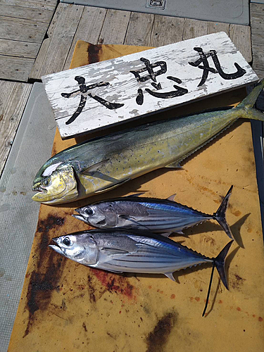 カツオの釣果