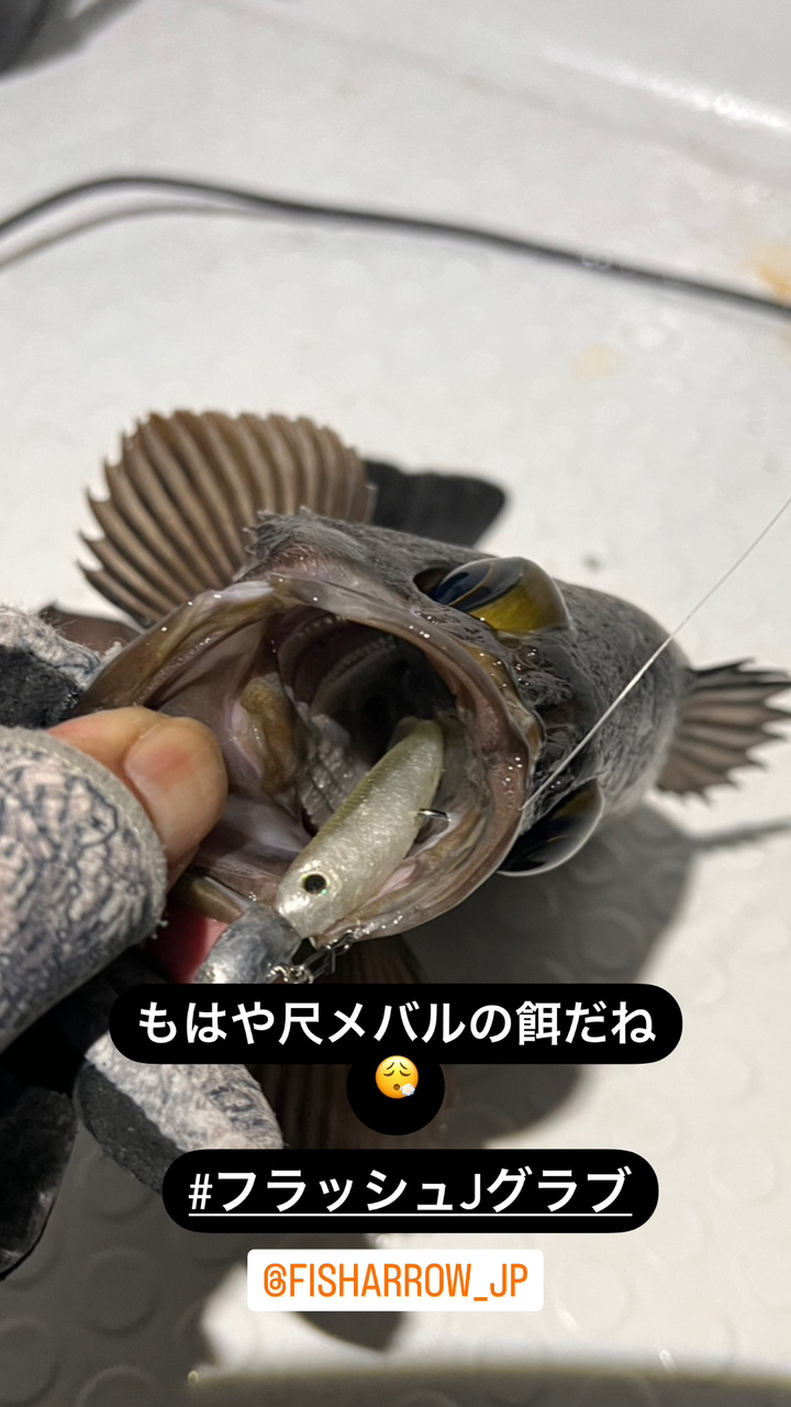 クロメバル