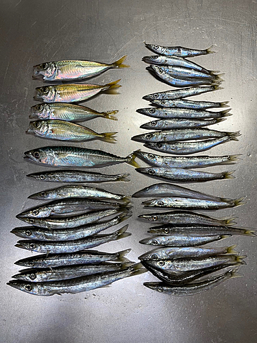 カマスの釣果