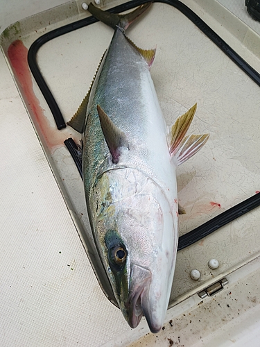 ハマチの釣果