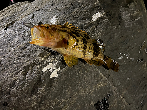 タケノコメバルの釣果