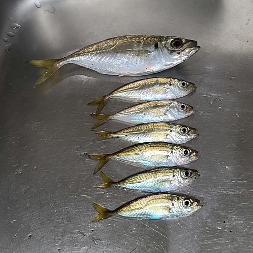 アジの釣果