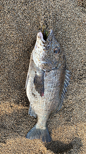 チヌの釣果