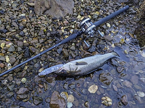 セイゴ（マルスズキ）の釣果