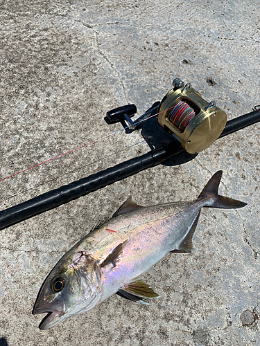 ショゴの釣果