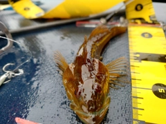 アナハゼの釣果