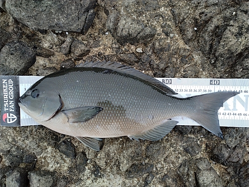 オナガグレの釣果