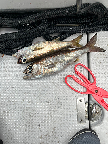 クロムツの釣果