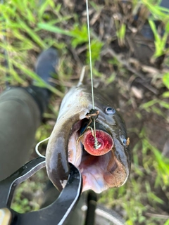 ナマズの釣果