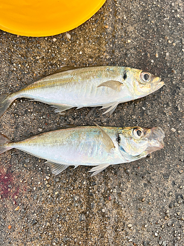 アジの釣果