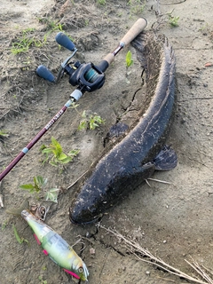 ライギョの釣果