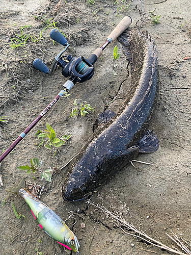 ライギョの釣果