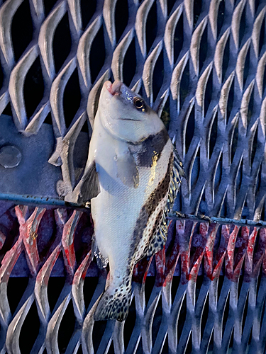 コショウダイの釣果