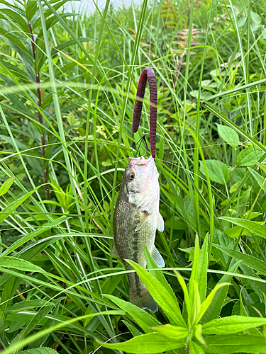 ブラックバスの釣果