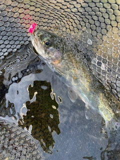 ニジマスの釣果