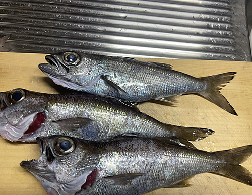 クロムツの釣果