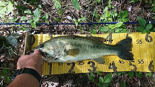 ラージマウスバスの釣果