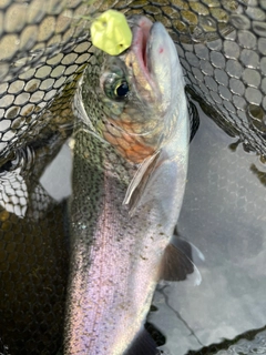 ニジマスの釣果