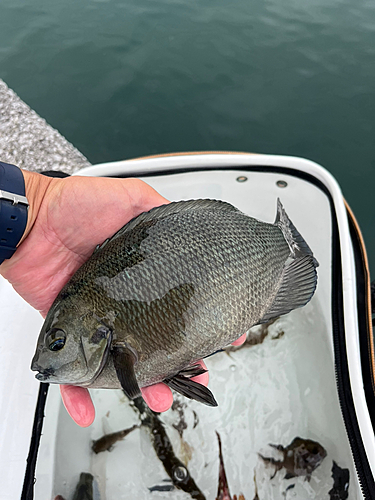 メジナの釣果