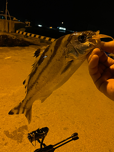 クワガナーの釣果