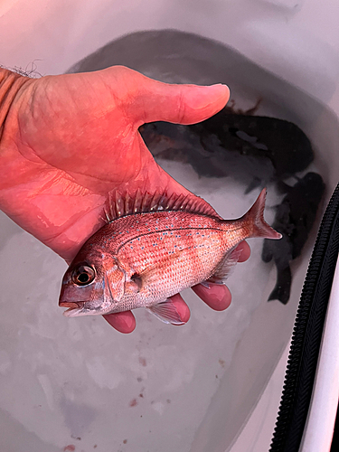 マダイの釣果