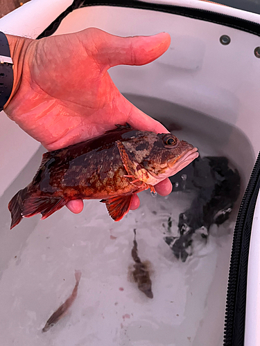 カサゴの釣果