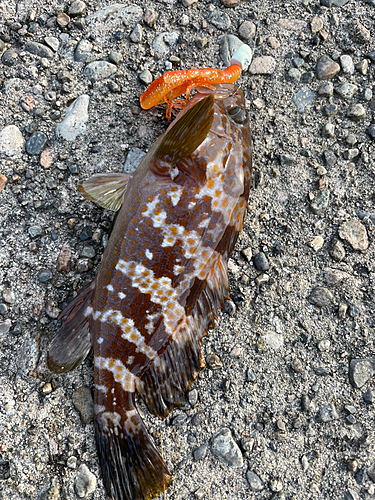 キジハタの釣果