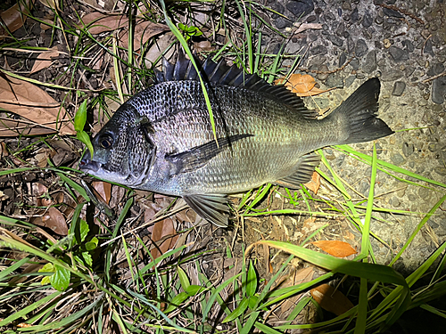 チヌの釣果