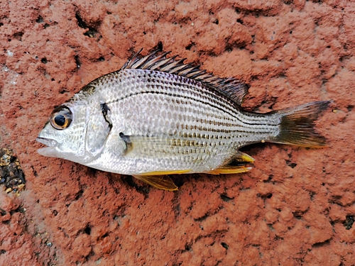 キビレの釣果