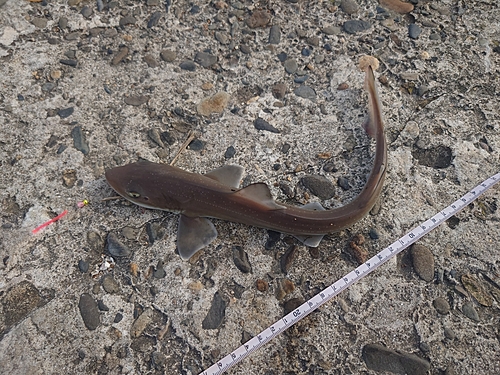 ホシザメの釣果