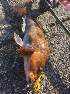 アイナメの釣果