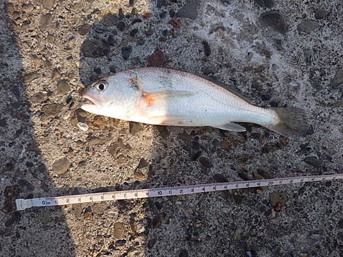 イシモチの釣果