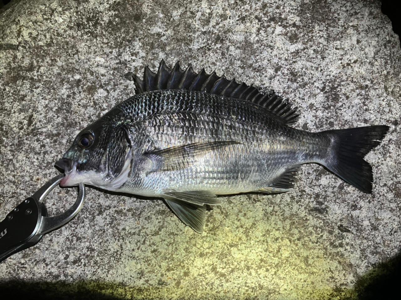 つばさ公園で釣れたニシンの釣り・釣果情報 - アングラーズ