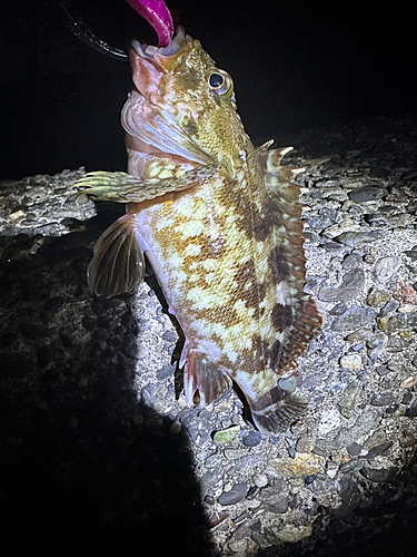 ガシラの釣果