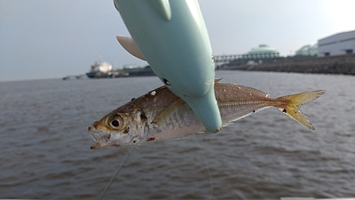 マアジの釣果