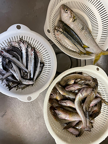 ハゼの釣果