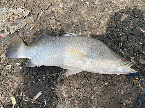 バラマンディの釣果