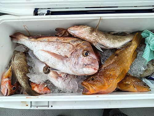 オオモンハタの釣果