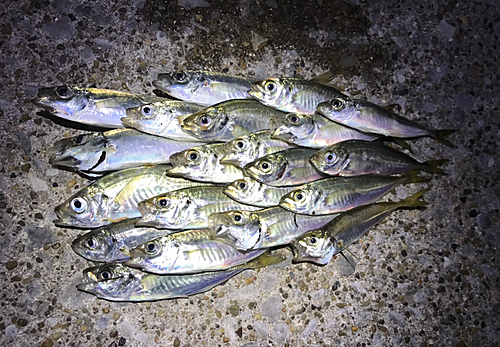 アジの釣果