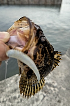 タケノコメバルの釣果