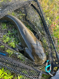 ナマズの釣果