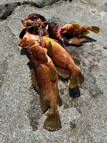 アコウの釣果