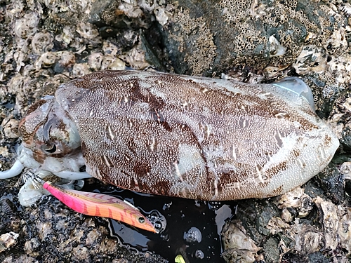 モンゴウイカの釣果