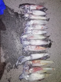 ケンサキイカの釣果