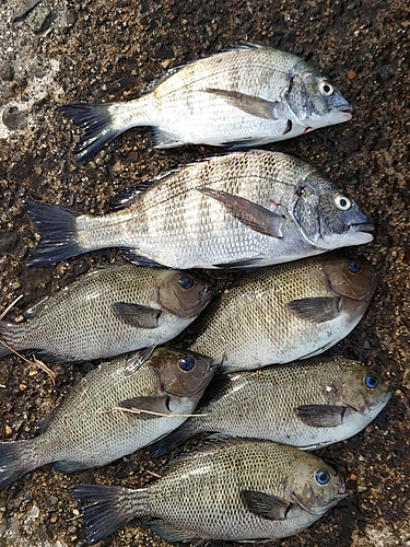 クロダイの釣果